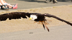 Weißkopf-Seeadler (25).jpg